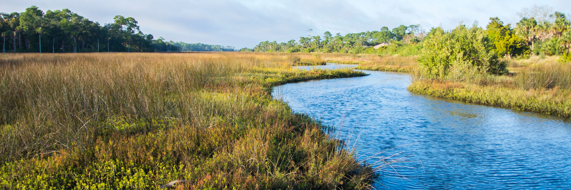 Salt Marsh Image